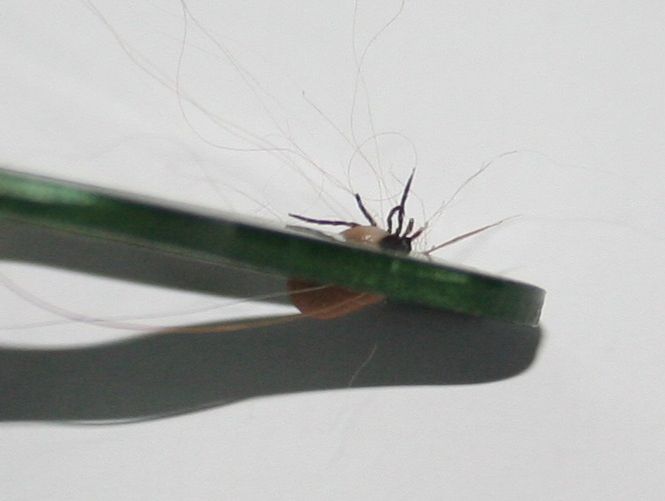 Hovedbilde Tick Key 