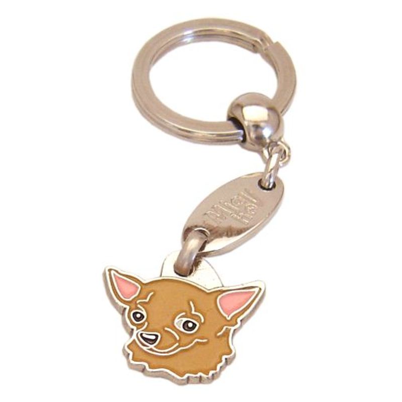 Chihuahua korthår