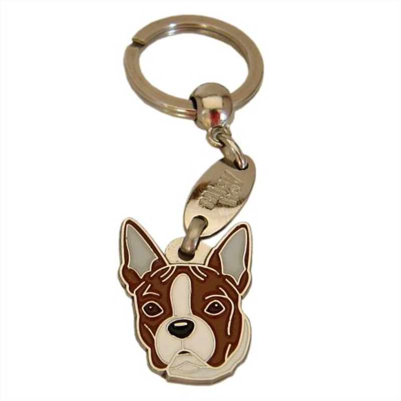 Boston terrier